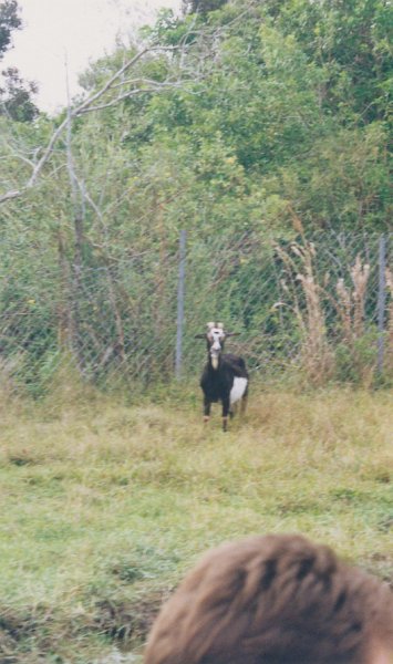 026-A special type of goat.jpg
